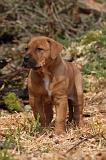 TOSA INU 439